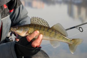 Zander on hook soft bait